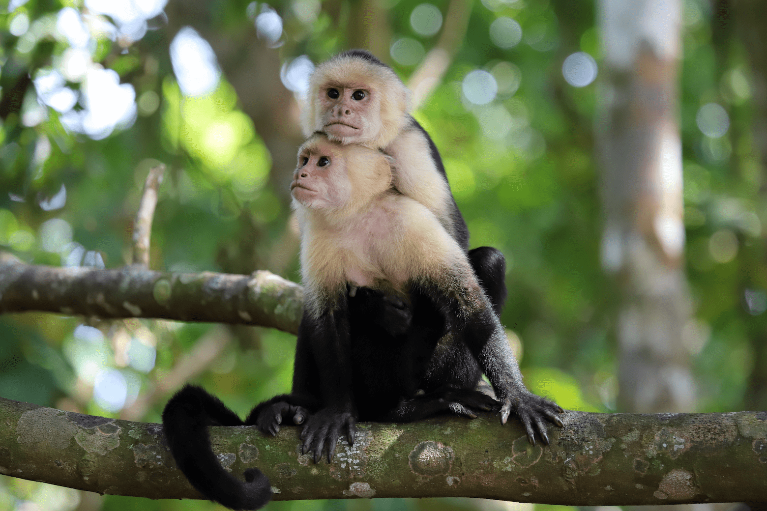 Two white-faced panamanian capuchins on a tree.